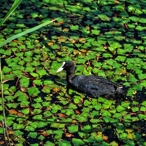 بحيرة أفتني
