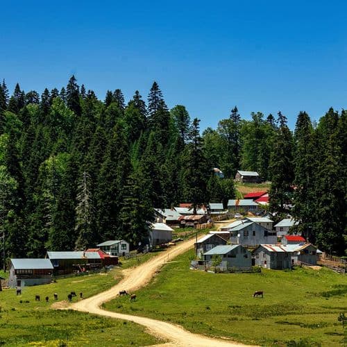 هضبة سينكلي (الذباب)