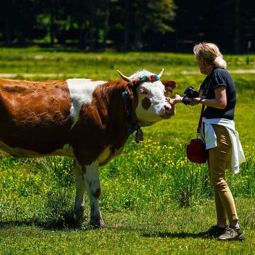 هضبة سينكلي (الذباب)