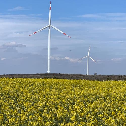 Canola Field
