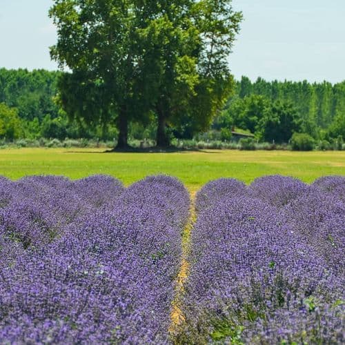 Lavender Field