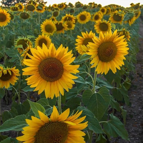 Sunflowers
