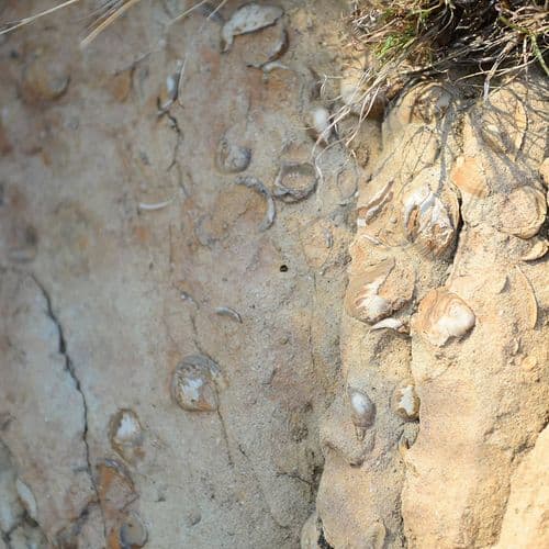 Fossilized Clams