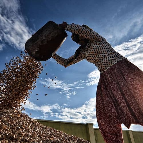 Gaziantep Pistachio Harvest