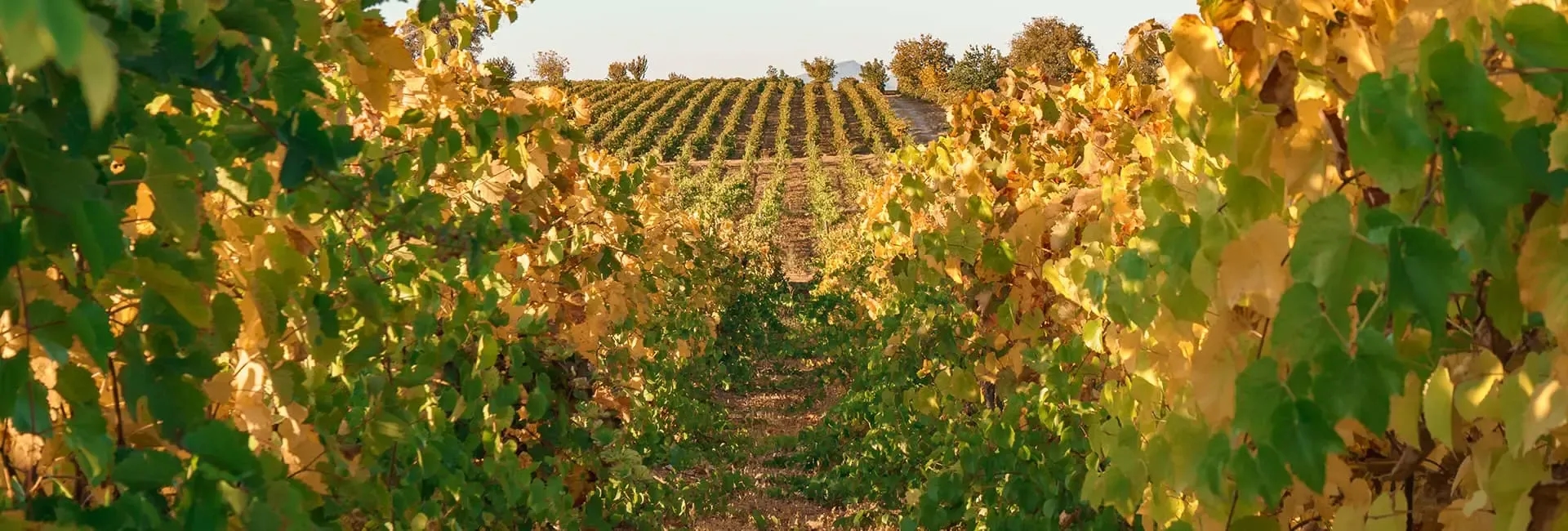 5 Grape Harvesting Festivals Held Across Türkiye