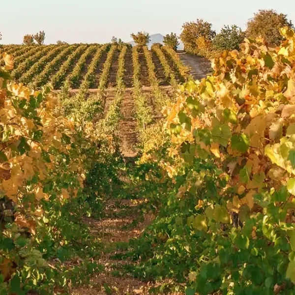 5 Grape Harvesting Festivals Held Across Türkiye