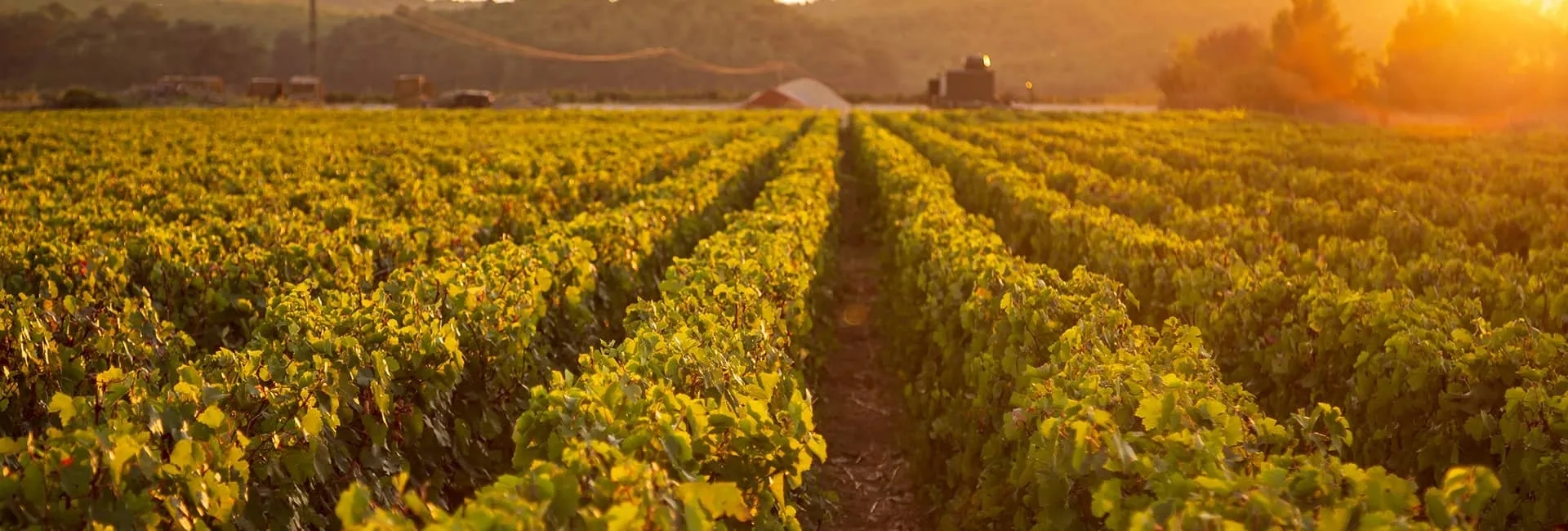 Rediscovering Türkiye's Aegean Vineyard Routes