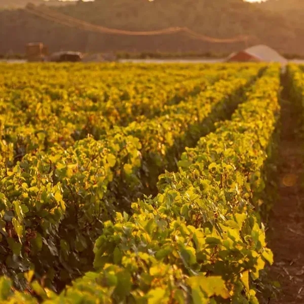 Rediscovering Türkiye's Aegean Vineyard Routes