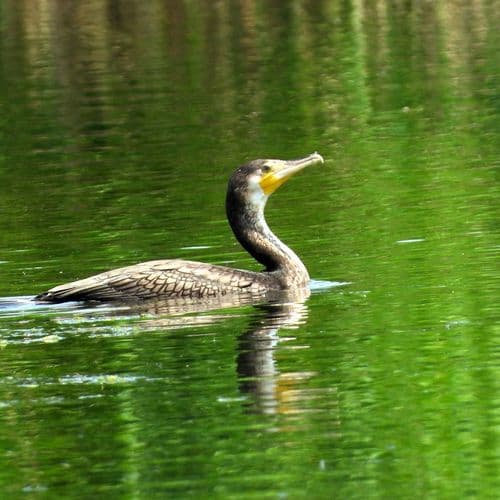The Aras Bird Sanctuary