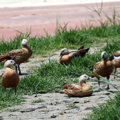 The Aras Bird Sanctuary