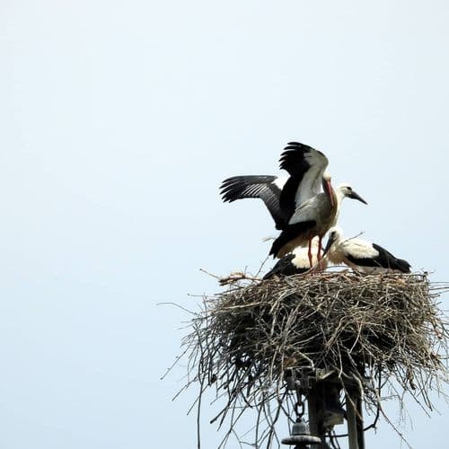 The Aras Bird Sanctuary