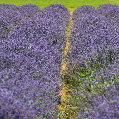 Delice Lavender Valley