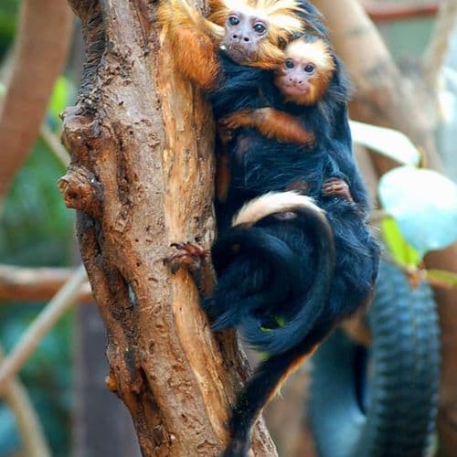 Darıca Faruk Yalçın Zoo and Botanical Park