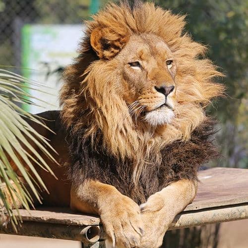 Darıca Faruk Yalçın Zoo and Botanical Park