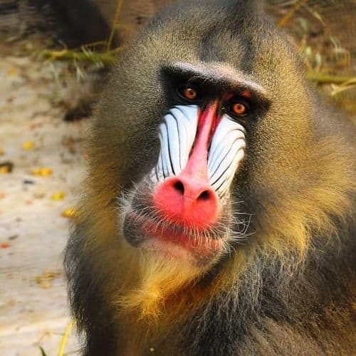 Darıca Faruk Yalçın Zoo and Botanical Park