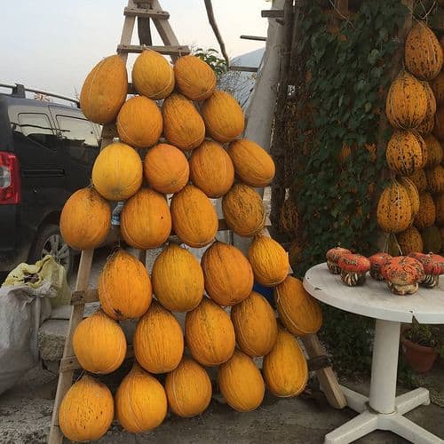 Kırkağaç Melon