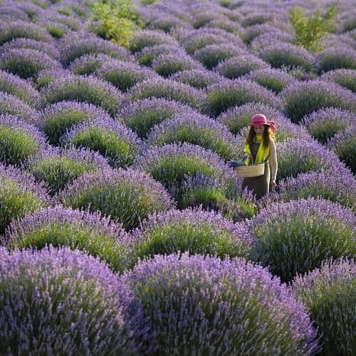 Kuyucak Village Lavender Gardens