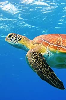 Lycian Coastline - Çıralı