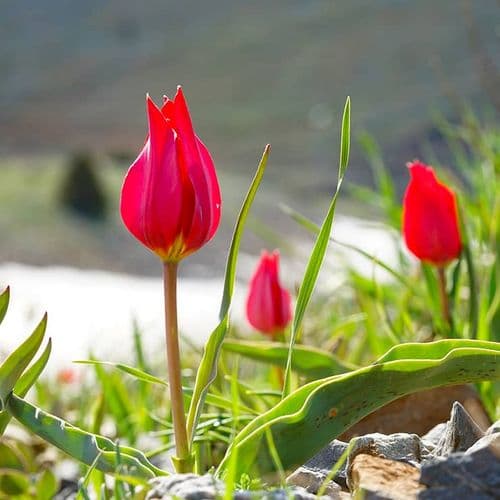 Mountain Tulip