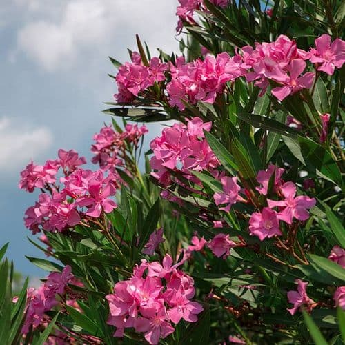 Pink Oleander Flowers