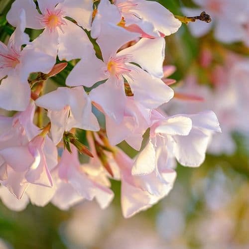 White Oleander Flowers