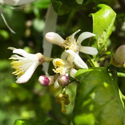 Mersin Citrus Festival and Citrus Groves