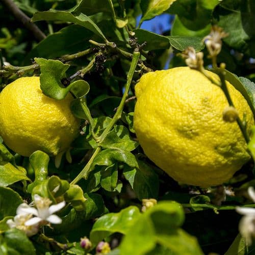 Mersin Citrus Festival and Citrus Groves
