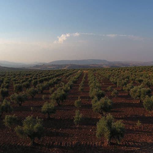 Kilis Olives