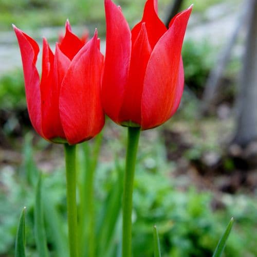 Muş Tulip