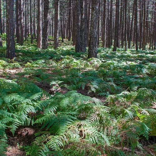 Parc National des Montagnes Kaz Balikesir - Canakkale