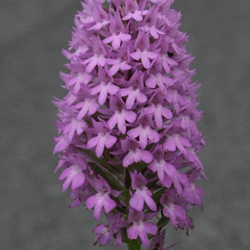 Anacamptis Pyramidalis