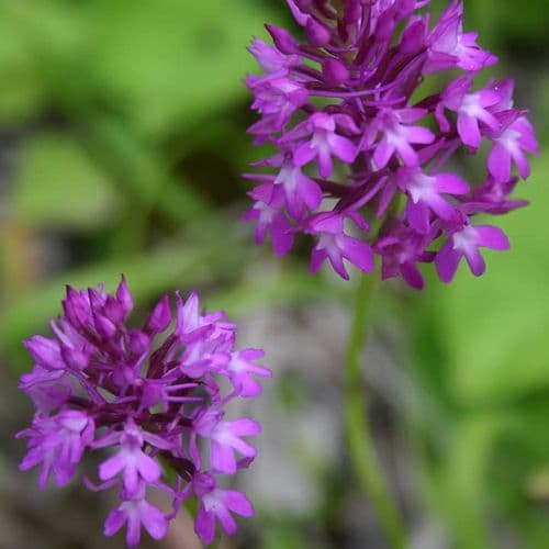 Anacamptis Pyramidalis