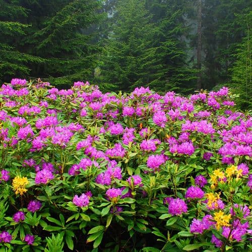 Common Rhododendron