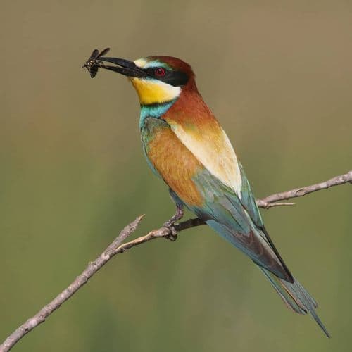 Kırmıtlı Bird Sanctuary