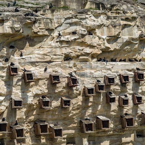 Les Oiseaux de Şanlıurfa