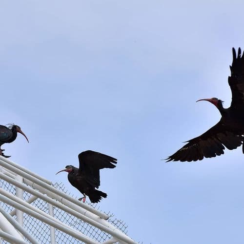 Les Oiseaux de Şanlıurfa