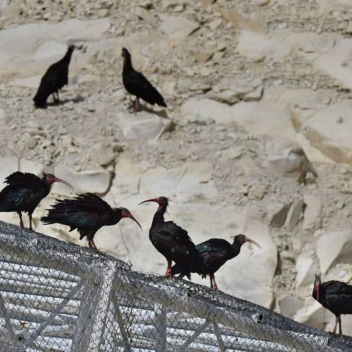 Les Oiseaux de Şanlıurfa