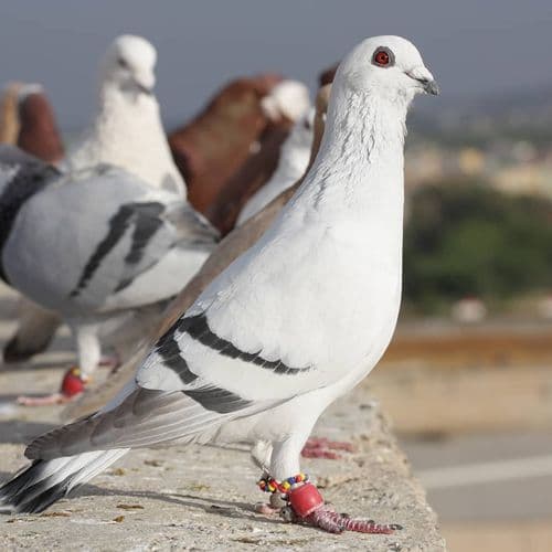 Les pigeons