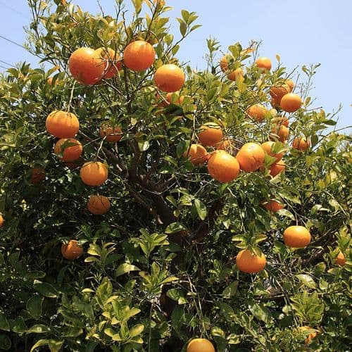 Citrus Adana