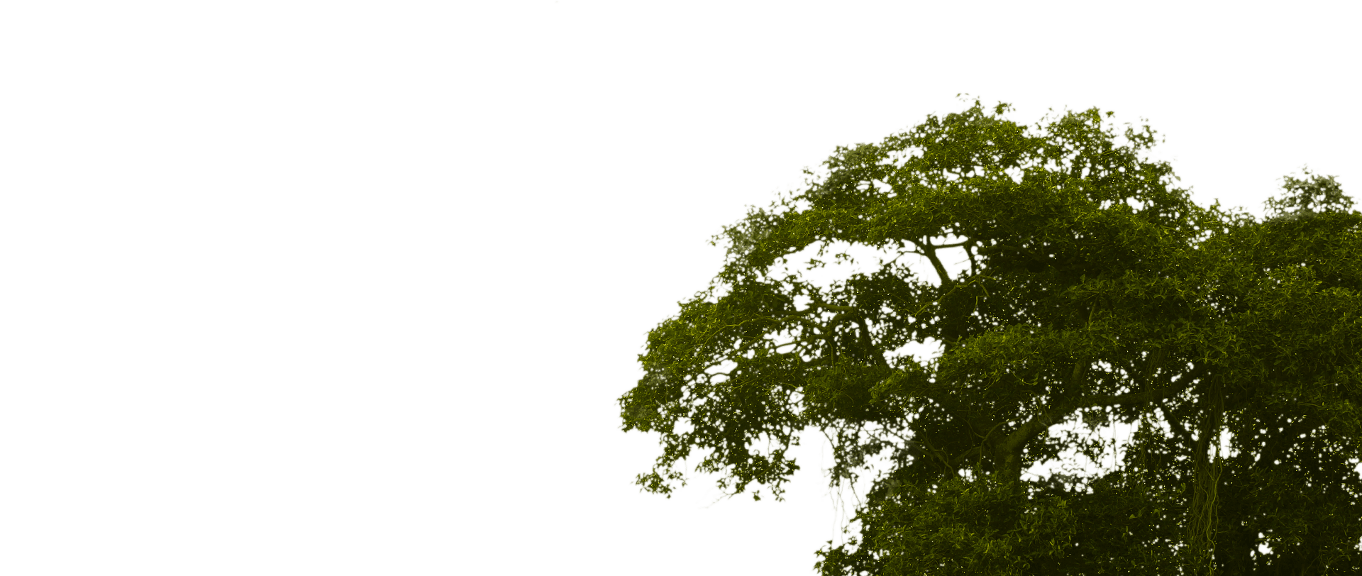 sustainable-hotels-parallax-tree