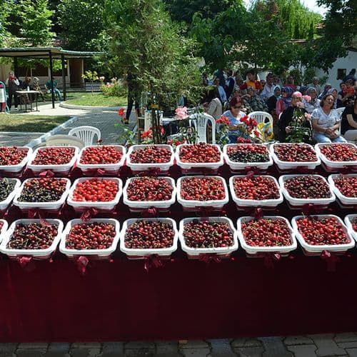 Internationales Kirschenfestival