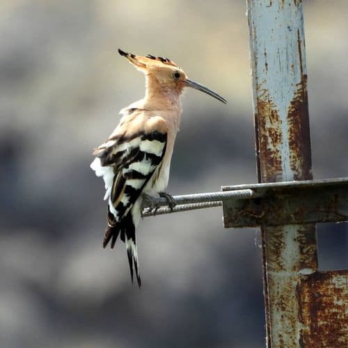 The Aras Bird Sanctuary