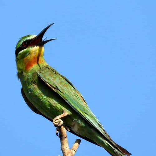 The Aras Bird Sanctuary